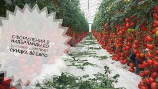 Good Work, Голландия - в теплицах работа (помидоры)