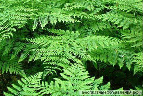 Папортник лесной, Папоротник орляк обыкновенный