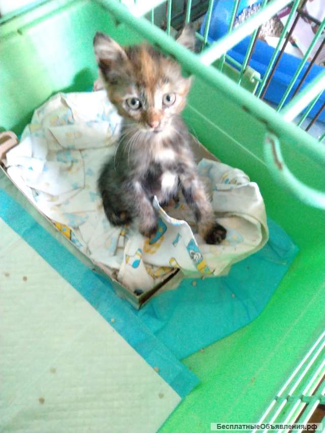 Помощник в приют