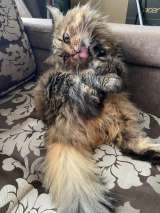 Сибирская кошка Клара в добрые руки
