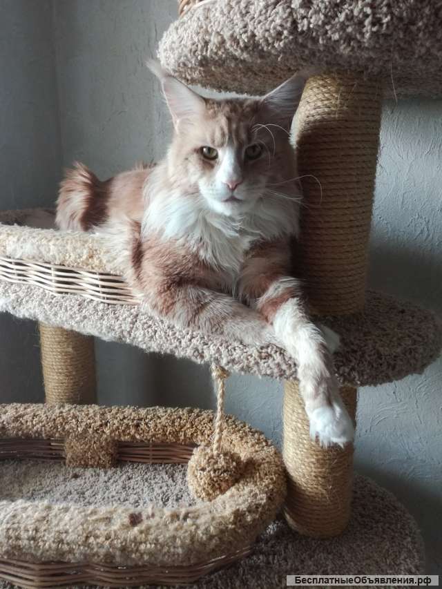 Передержка животных