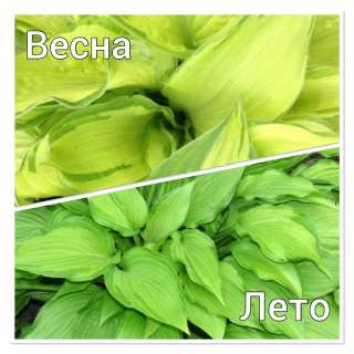 Хоста Фран Годфрей несколько отростков от куста