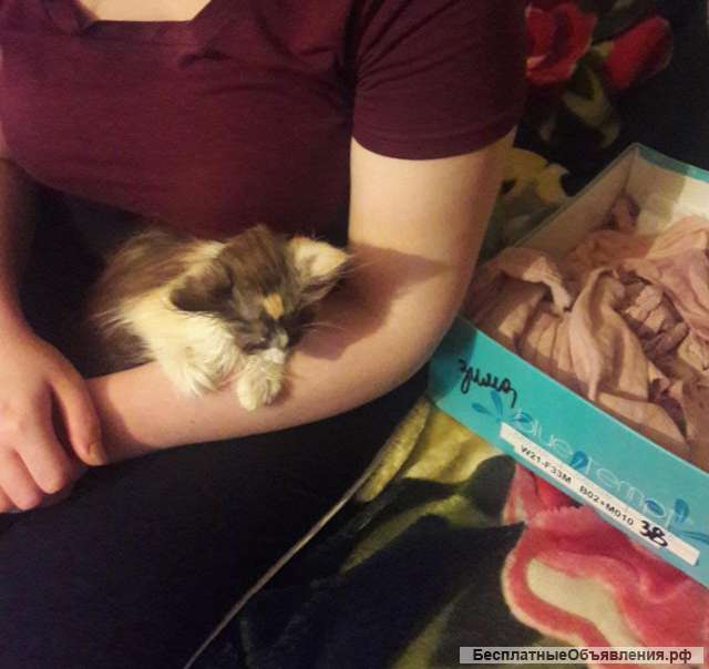 Маленький котёнок