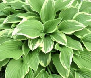 Хоста Альбомаргината несколько отростков от куста