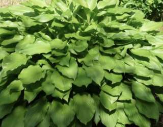 Хоста несколько отростков от взрослого куста