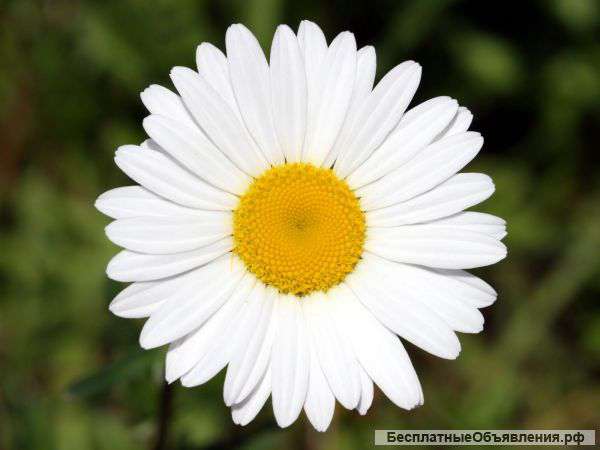 Услуги няни