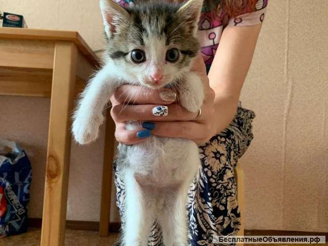 Котенок в дар кошечка