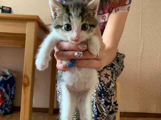 Котенок в дар кошечка
