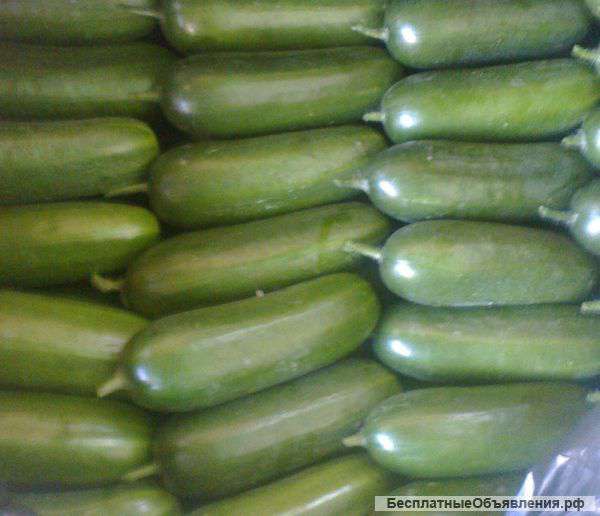 Поставки свежих овощей и фруктов