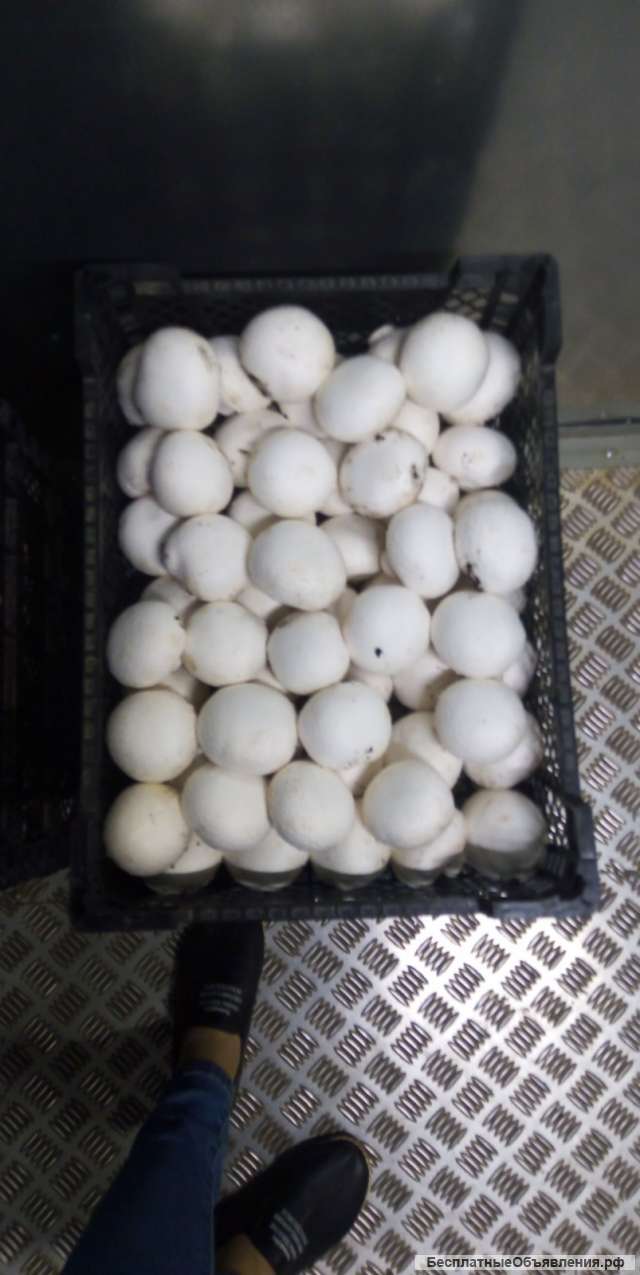 Грибы Шампиньоны Свежие