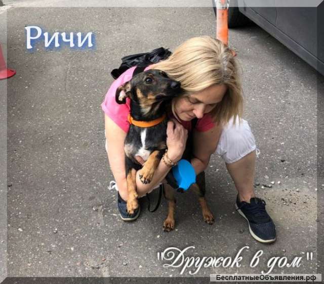 Таксы метис, Ричи, в добрые руки отдам