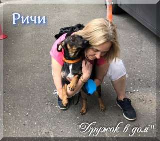 Таксы метис, Ричи, в добрые руки отдам