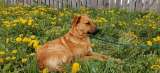 Солнечный пёс- подросток Гучи в добрые руки