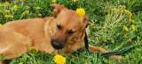 Солнечный пёс- подросток Гучи в добрые руки