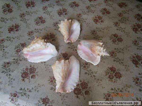 Морские ракушки