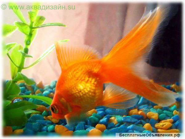 Ищу партнера