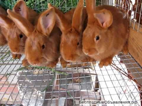 Кролики красные новозеландские (НЗК)