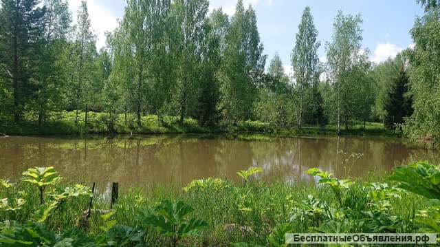 Большой участок рядом с лесом