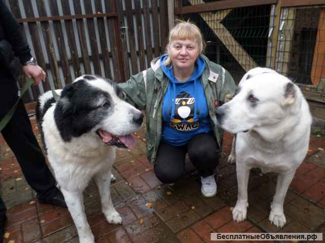 Лабрадоры вязка. Инструктор по вязкам.