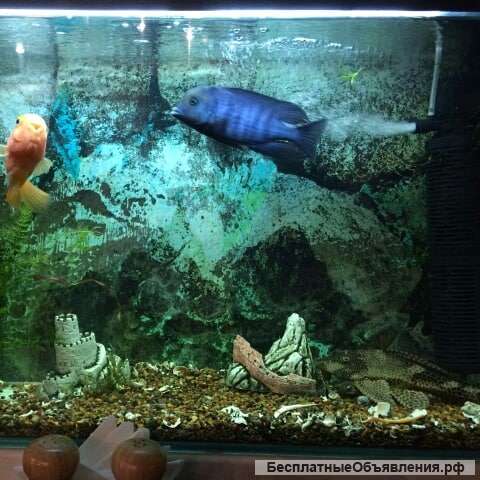 Чистка пресноводных аквариумов