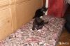 Котята в дар