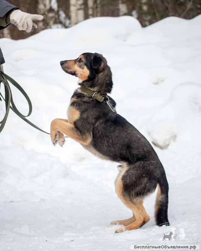 Кузька - домовенок ищет дом