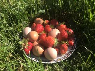 Яйца из деревни