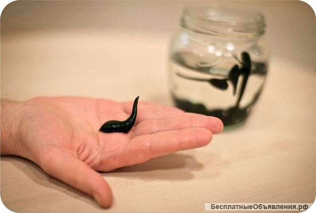 Кабинет гирудотерапии в Москве