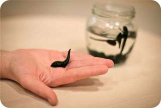 Кабинет гирудотерапии в Москве