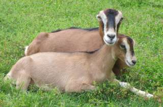 Племенные козы Ламанча (Скот из Европы класса Элита и Элита Рекорд)
