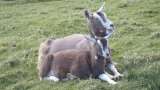 Племенные козы Тоггенбурской породы (Скот из Европы класса Элита и Элита Рекорд)