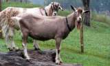 Племенные козы Тоггенбурской породы (Скот из Европы класса Элита и Элита Рекорд)