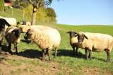 Племенные овцы Суффолк (Скот из Европы класса Элита и Элита Рекорд)