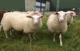 Племенные овцы породы Восточно-фризкая (Скот из Европы класса Элита и Элита Рекорд)