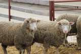 Племенные овцы Прекос (Скот из Европы класса Элита и Элита Рекорд)