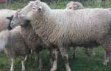 Племенные овцы Прекос (Скот из Европы класса Элита и Элита Рекорд)