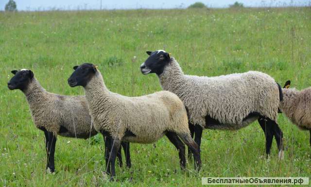 Племенные овцы породы Романовская (Скот из Европы класса Элита и Элита Рекорд)
