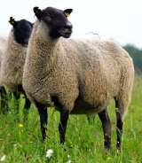 Племенные овцы породы Романовская (Скот из Европы класса Элита и Элита Рекорд)