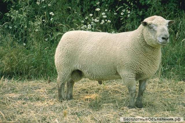 Племенные овцы породы Вандейская (Скот из Европы класса Элита и Элита Рекорд)