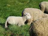 Племенные овцы породы Вандейская (Скот из Европы класса Элита и Элита Рекорд)