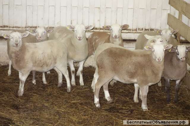 Племенные овцы породы Катумская (Скот из Европы класса Элита и Элита Рекорд)