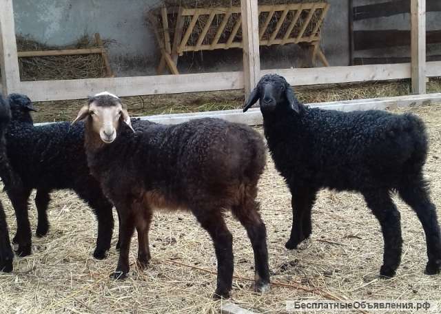 Племенные овцы породы Эдильбаевская (Скот из Европы класса Элита и Элита Рекорд)