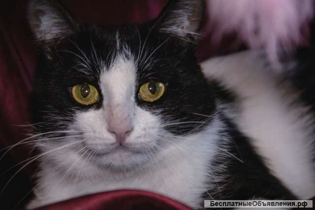 Черно-белый Маркиз – красавец кот в добрые руки