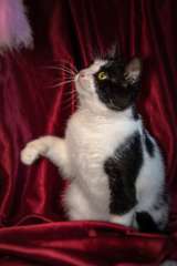 Черно-белый Маркиз – красавец кот в добрые руки