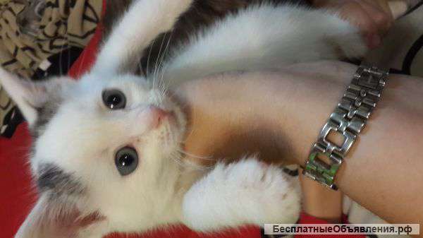 Отдам ласковую кошечку в добрые руки