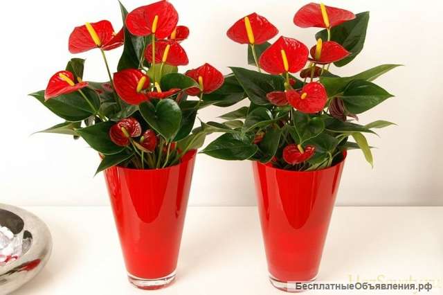 Комнатные растения