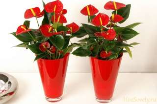 Комнатные растения