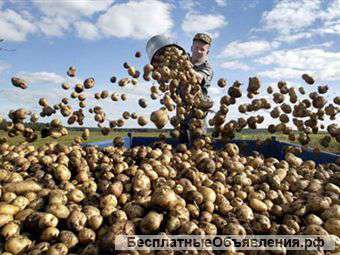 Ищем себе оптового поставщика, картофеля