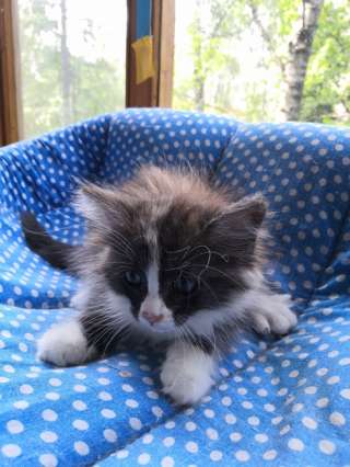 Котенок (девочка) 1.5 мес