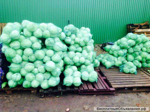 Капуста оптом РБ